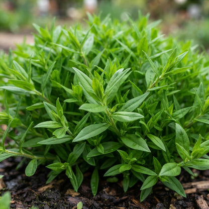 Phlox Beauty Mix Flower Seeds for Planting