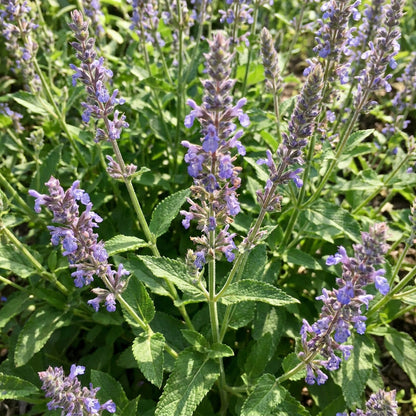 Salvia Hispanica Chia Seeds For Planting