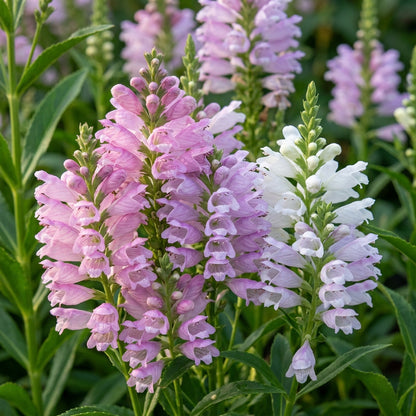 Physostegia virginiana Flower Seeds for Planting