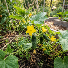 Picklebush Cucumber Seeds – Compact Cucumber Seeds for Home Garden