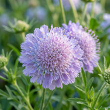 Scabiosa Comosa Pincushion Flower Seeds For Planting