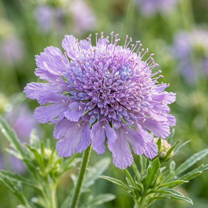 Scabiosa Comosa Pincushion Flower Seeds For Planting