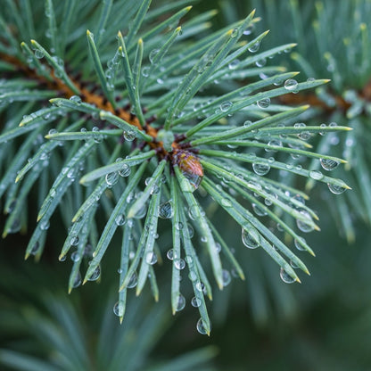 Korean Pine Tree Seeds for Outdoor Landscape Planting
