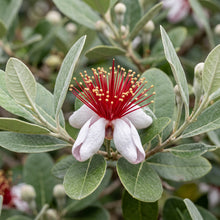 Pineapple Guava (Feijoa) Seeds for Planting