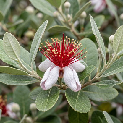 Pineapple Guava (Feijoa) Seeds for Planting