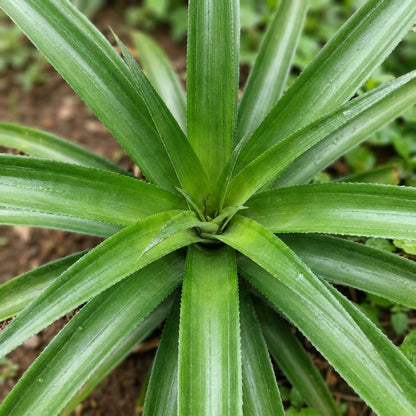 MD2 Golden Pineapple Seeds for Planting