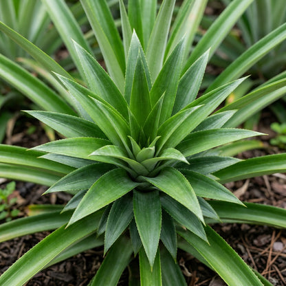 Florida Special Pineapple Seeds for Planting – Sweet Tropical Low-Acid Pineapples