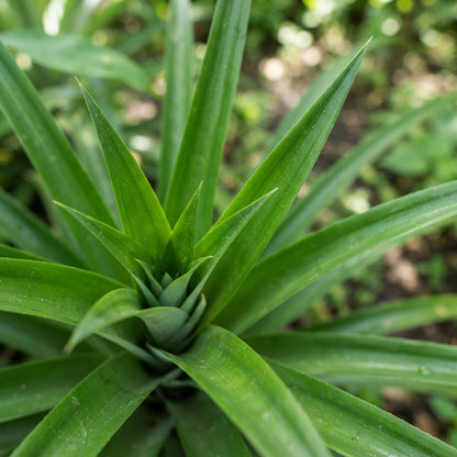 Smooth Cayenne Pineapple Seeds for Planting