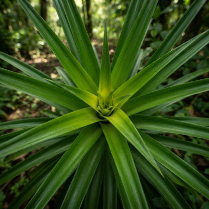 Pernambuco Pineapple Seeds for Planting