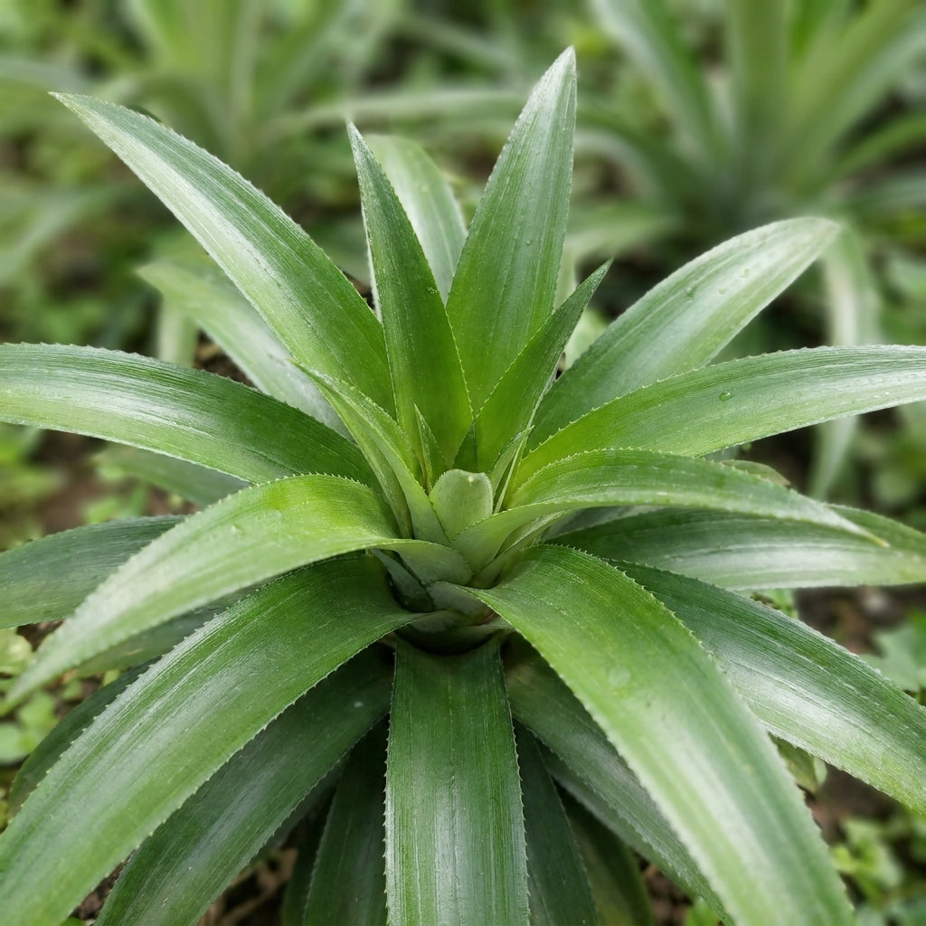Brecheche Pineapple Seeds for Planting