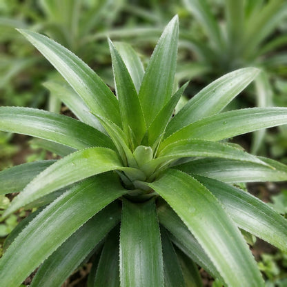 Brecheche Pineapple Seeds for Planting