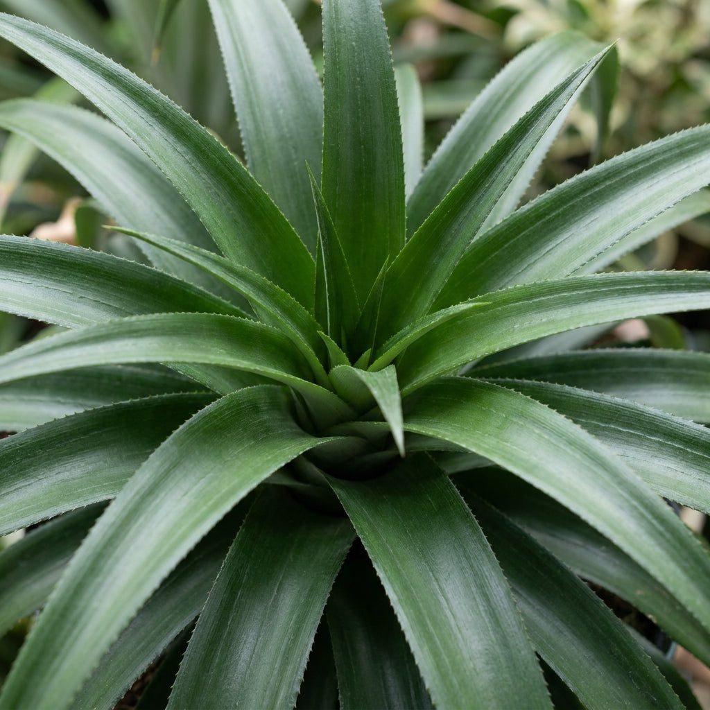Hilo Pineapple Seeds for Planting