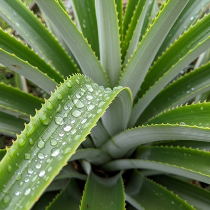 Wild Pineapple Seeds for Tropical Indoor & Outdoor Garden Planting