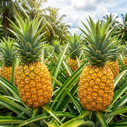 MD2 Golden Pineapple Seeds for Planting