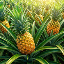 Brecheche Pineapple Seeds for Planting