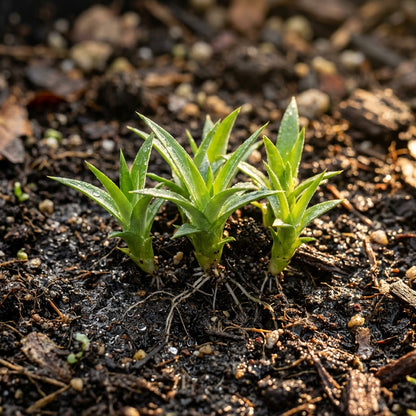 Queen (Natal Queen) Pineapple Seeds for Planting