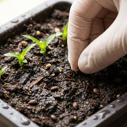 Hilo Pineapple Seeds for Planting