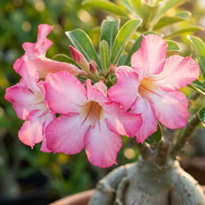 Pink Adenium obesum (Desert Rose) Seeds for Planting