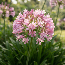 Pink Agapanthus African Lily Seeds for Planting