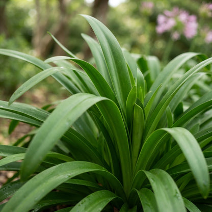 Pink Agapanthus African Lily Seeds for Planting