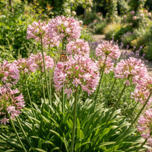 Pink Agapanthus African Lily Seeds for Planting