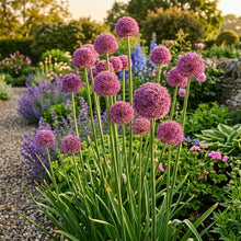 Pink Allium giganteum Seeds for Planting