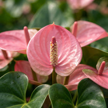 Pink Anthurium Flower Seeds for Planting