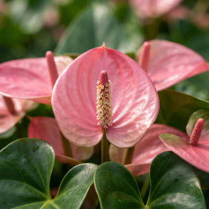 Pink Anthurium Flower Seeds for Planting