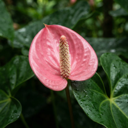 Pink Anthurium Flower Seeds for Planting