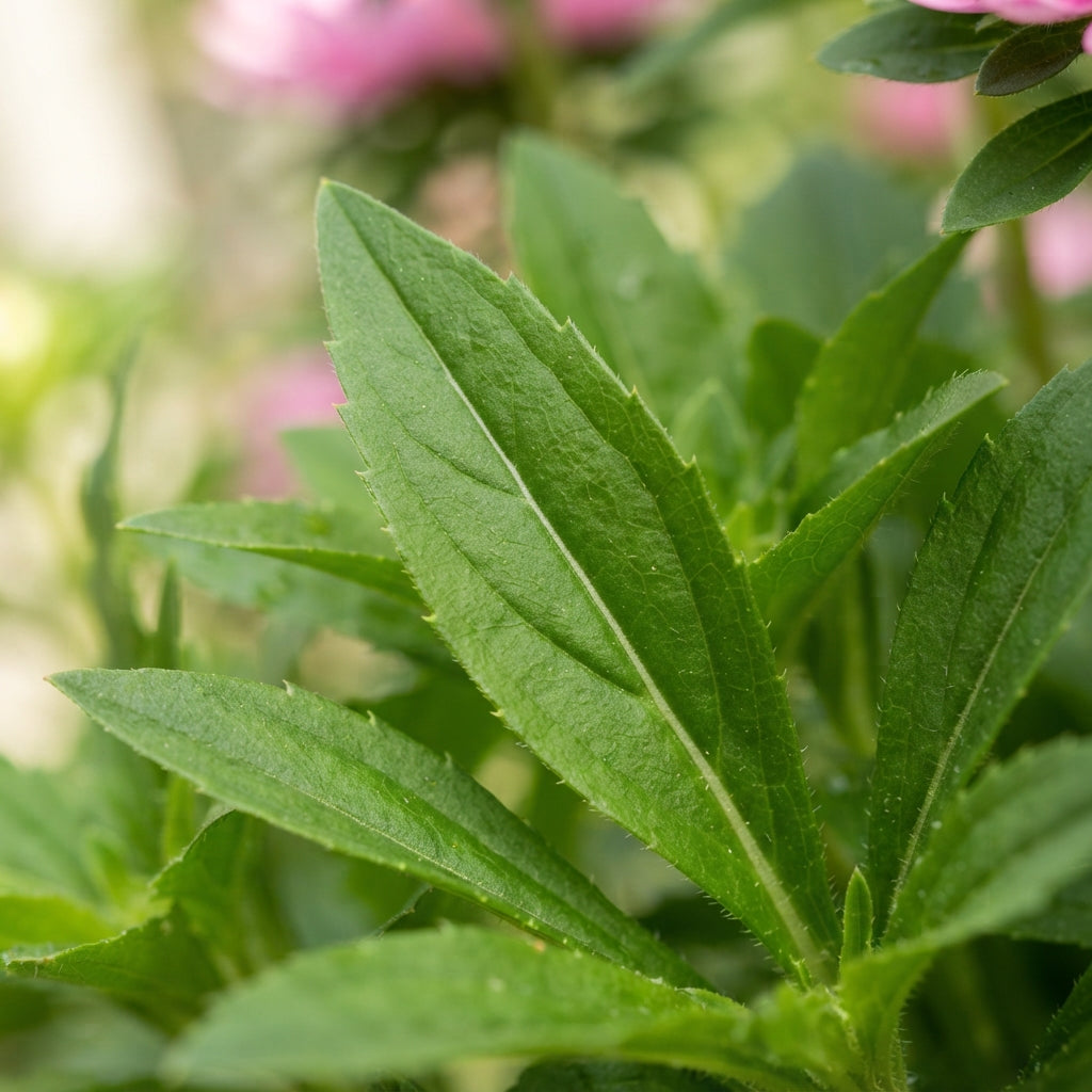 Pink Aster Flower Seeds for Garden Planting