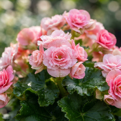 Pink Rieger Begonia Seeds for Planting