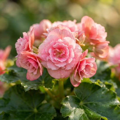 Pink Rieger Begonia Seeds for Planting