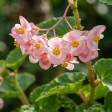 Pink Begonia Flower Seeds for Garden Planting
