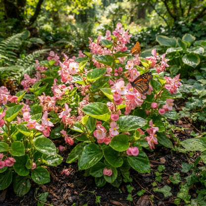 Pink Begonia Flower Seeds for Garden Planting