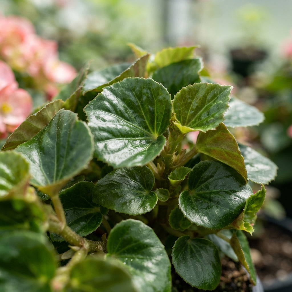 Pink Rieger Begonia Seeds for Planting