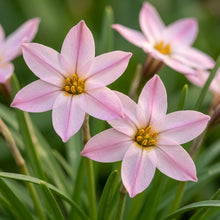 Pink Blanda Star Flower Seeds