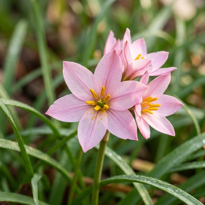 Pink Blanda Star Flower Seeds