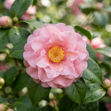 Pink Camellia Flower Seeds for Planting