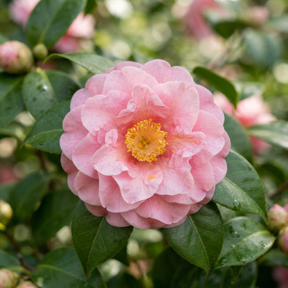 Pink Camellia Flower Seeds for Planting