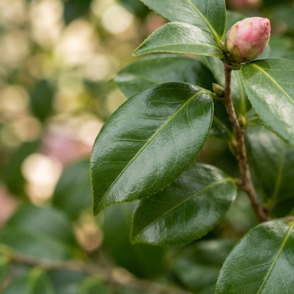 Pink Camellia Flower Seeds for Planting