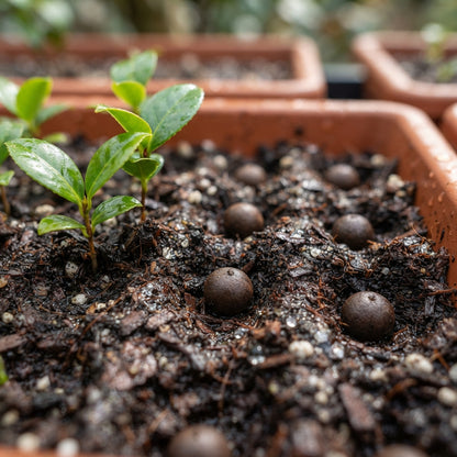 Pink Camellia Flower Seeds for Planting
