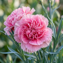Carnation Pink Flower Seeds for Garden and Pots