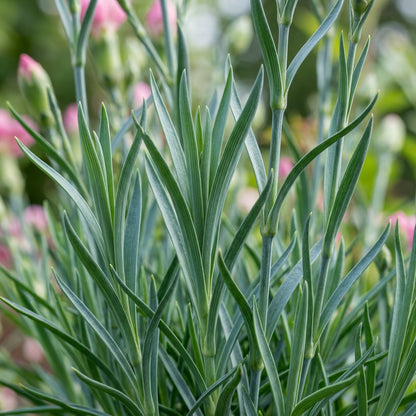 Carnation Pink Flower Seeds for Garden and Pots