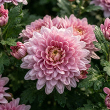 Pink Chrysanthemum Flower Seeds for Planting