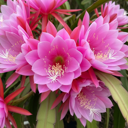 Pink Climbing Epiphyllum Seeds for Decorative Garden Planting