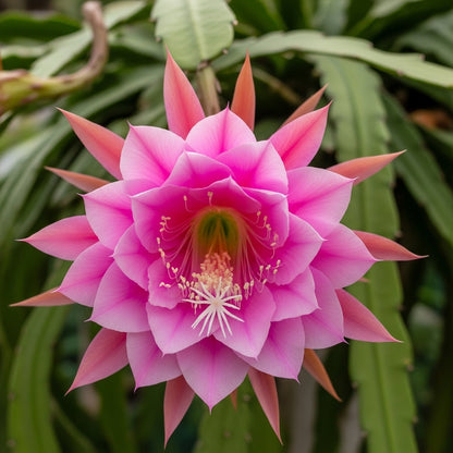 Pink Climbing Epiphyllum Seeds for Decorative Garden Planting