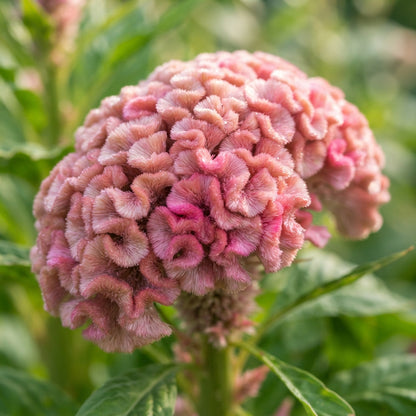 Pink Cockscomb Flower Seeds for Planting