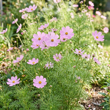 Soft Pink Cosmos Flower Seeds For Planting
