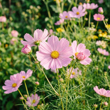 Soft Pink Cosmos Flower Seeds For Planting