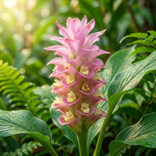Curcuma Thailand Pink Seeds for Planting